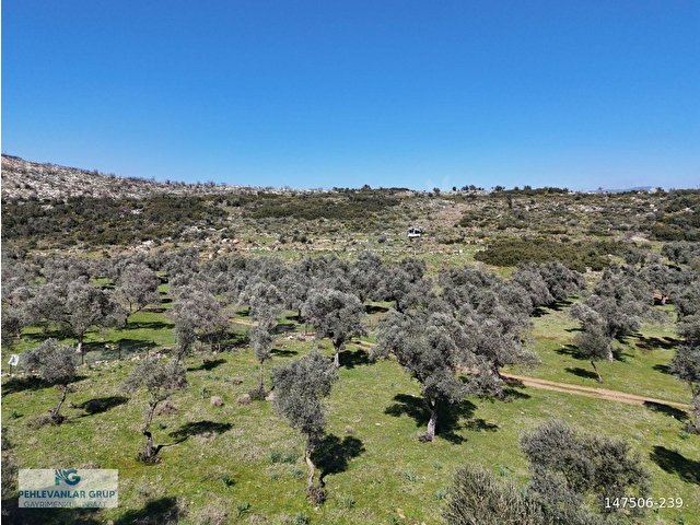 Milas Burgaz’da İmara Komşu 8.815 m² Yatırımlık Arazi - Görsel 3