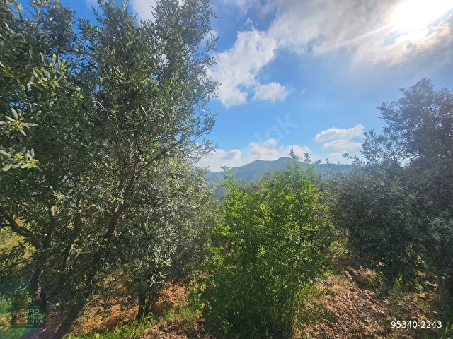 ALANYA ÇAMLICA KÖYÜ SATILIK 2400 M2 MÜSTAKİL TAPULU TARLA - Görsel 11