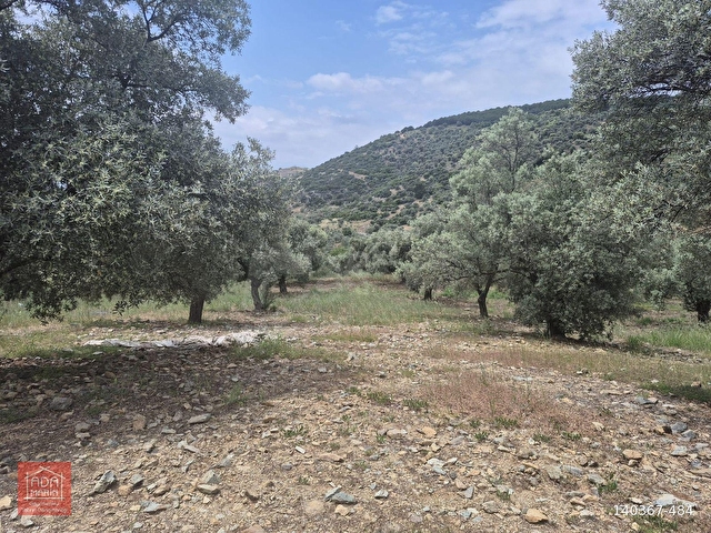 SELÇUK ÇAMLIKTA ÇİFTLİK YAPIMINA UYGUN MUHTEŞEM ARAZİ