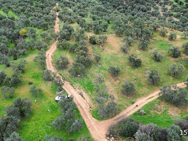 DENİZE YAKIN--KÖY MERKEZİNE 300 METRE SATILIK--ZEYTİNLİK