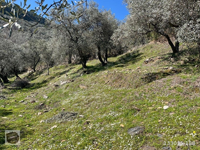 İzmir bayındır satılık uygun zeytinlik 11831 - Görsel 3