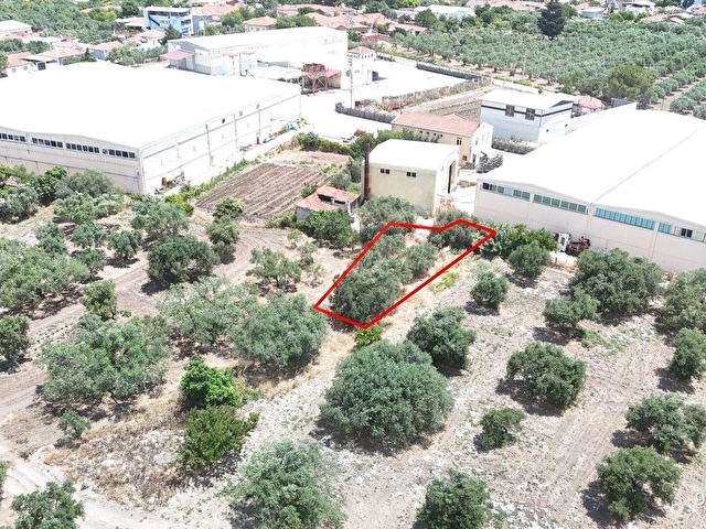Ballıcada Zeytinyağı Fabrikası Yanında 504 m² Satılık Zeytinlik - Görsel 9