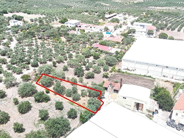 Ballıcada Zeytinyağı Fabrikası Yanında 504 m² Satılık Zeytinlik - Görsel 16