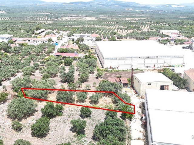 Ballıcada Zeytinyağı Fabrikası Yanında 504 m² Satılık Zeytinlik - Görsel 12