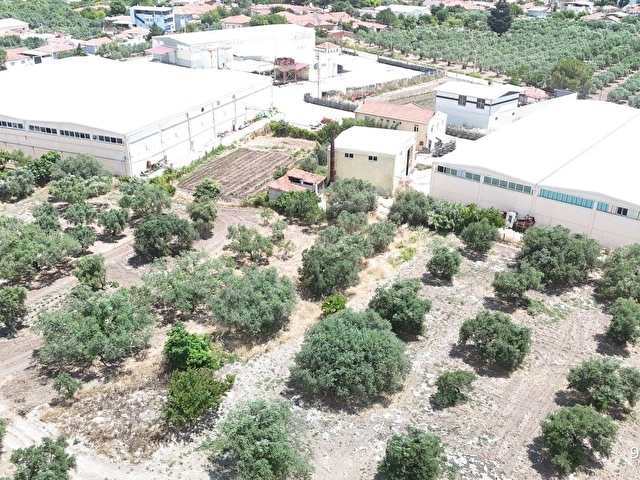 Ballıcada Zeytinyağı Fabrikası Yanında 504 m² Satılık Zeytinlik - Görsel 27