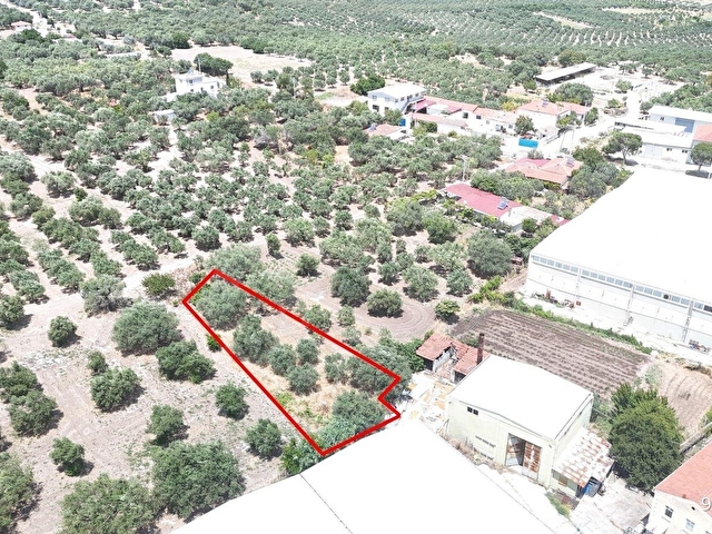 Ballıcada Zeytinyağı Fabrikası Yanında 504 m² Satılık Zeytinlik - Görsel 17