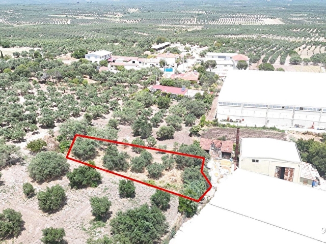 Ballıcada Zeytinyağı Fabrikası Yanında 504 m² Satılık Zeytinlik - Görsel 14