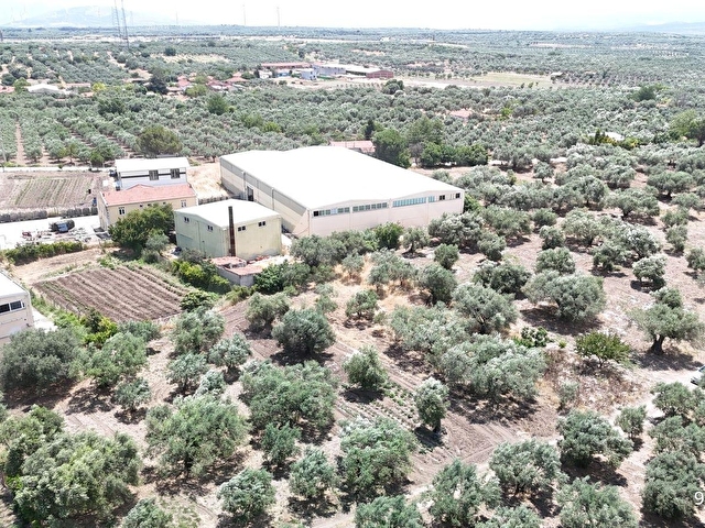 Ballıcada Zeytinyağı Fabrikası Yanında 504 m² Satılık Zeytinlik - Görsel 23