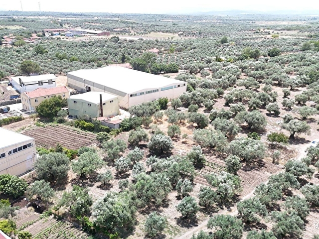 Ballıcada Zeytinyağı Fabrikası Yanında 504 m² Satılık Zeytinlik - Görsel 24