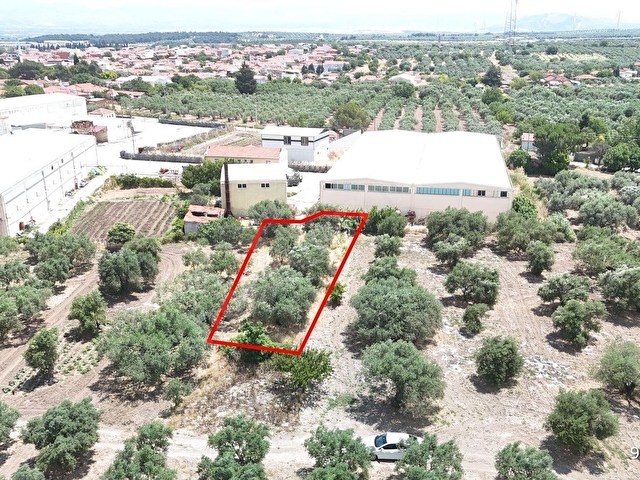 Ballıcada Zeytinyağı Fabrikası Yanında 504 m² Satılık Zeytinlik - Görsel 2