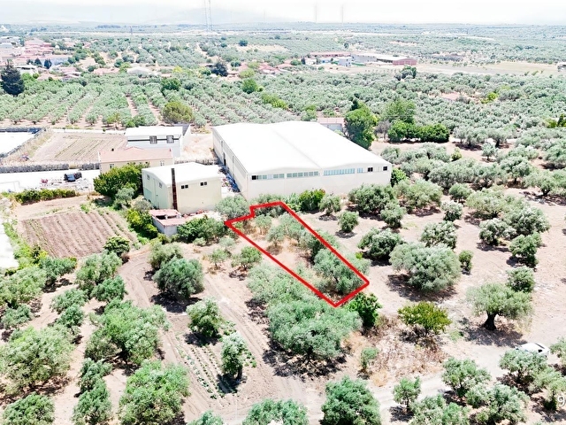 Ballıcada Zeytinyağı Fabrikası Yanında 504 m² Satılık Zeytinlik - Görsel 4