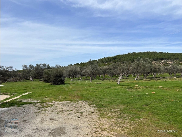 AYVALIK CAMLIK TA SATILIK 2540 METRE KARE VİLLA İMARLI ARSA. - Görsel 7