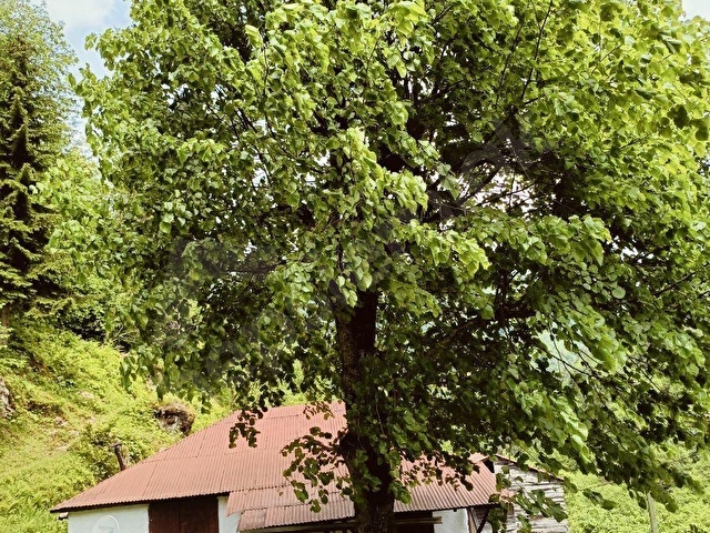 1 DAİRE PARASINA 38 DÖNÜM FINDIK BAHÇESİ SATIYORUZ - Görsel 24