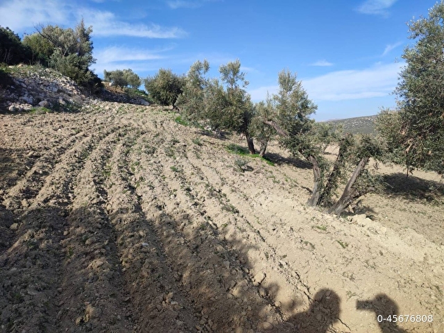 Çeşme Germiyan’da İmar Barışlı Evli, Bakımlı 4.205 m² Zeytinlik Arsa – Yolu, Terası, Manzarasıyla Ha
