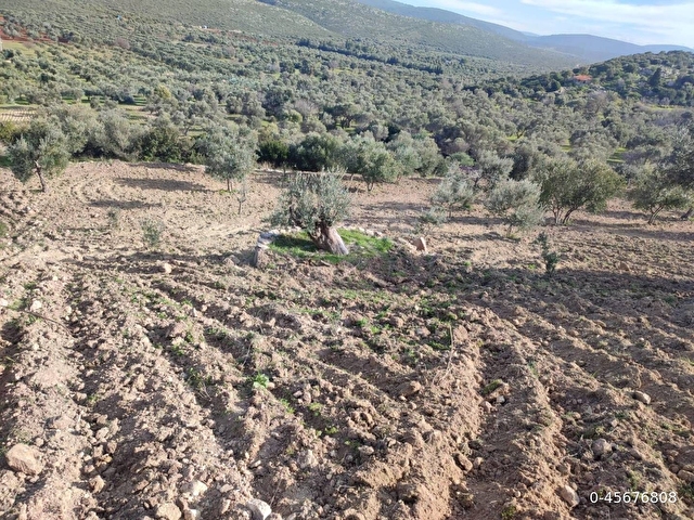 Çeşme Germiyan’da İmar Barışlı Evli, Bakımlı 4.205 m² Zeytinlik Arsa – Yolu, Terası, Manzarasıyla Ha - Görsel 3