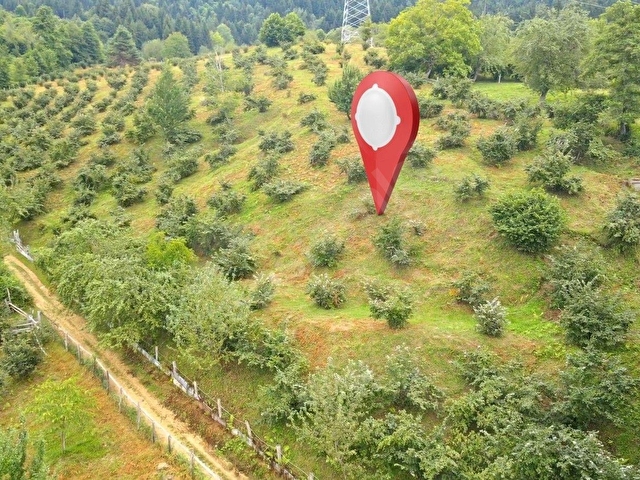🏡 ARTVİN MURGUL KORUCULAR KÖYÜNDE %40 İMARLI MÜSTAKİL TAPULU ARSA— 610,32 m² - Görsel 6