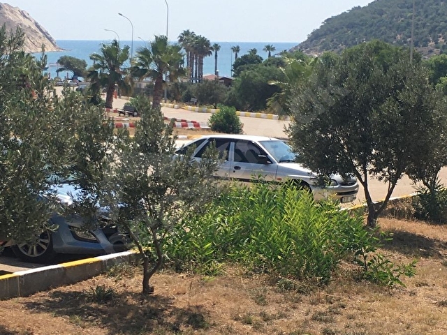 TİSAN ADASI - Görsel 6
