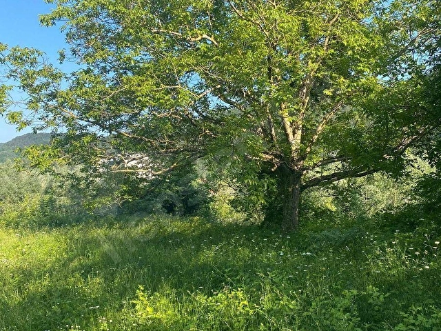 ERFELEK SALAVATTA ARKASI ORMAN ÖNÜ YOL SATILIK 1160 M2 TARLA - Görsel 4