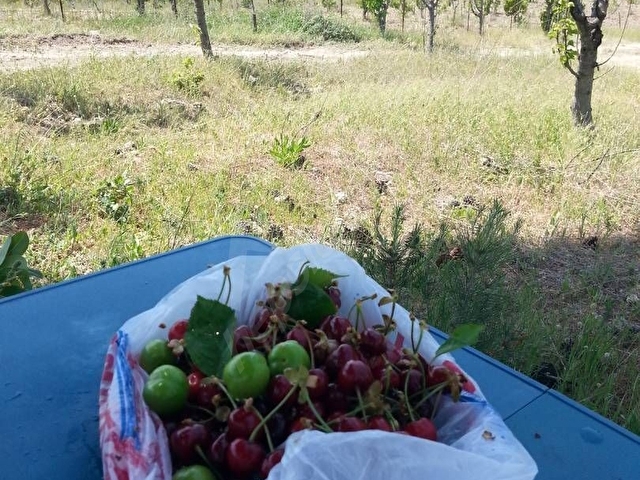 Gökçeler Yayla 6 dönüm müstakil bahçe+Ruhsatlı kulübeler+İmarlı Ev Projesi+Elektrik+Kuyu - Görsel 15