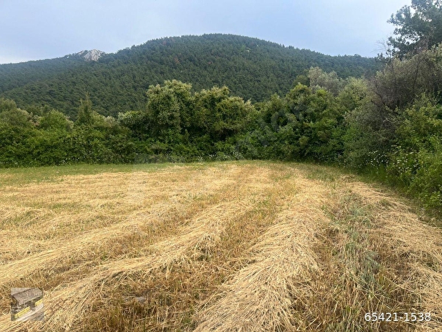YATIRIM İÇİN UYGUN MİLAS BALCILARDA YOLU MEVCUT ZEYTİNLİ TARLA… - Görsel 3