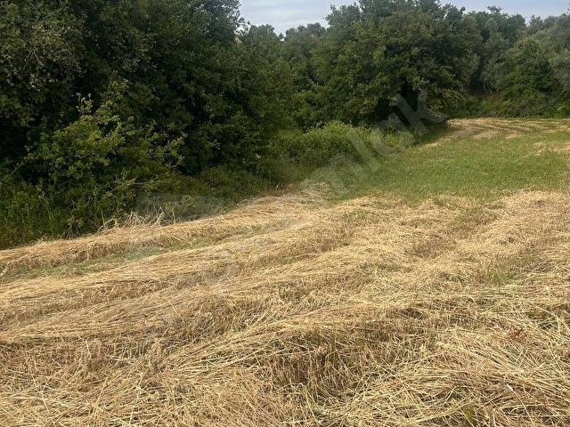 YATIRIM İÇİN UYGUN MİLAS BALCILARDA YOLU MEVCUT ZEYTİNLİ TARLA… - Görsel 4