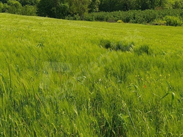 KANDIRA TERZİLERDE ASFALT YOLA CEPHELİ 8437 M2 TARLA - Görsel 3