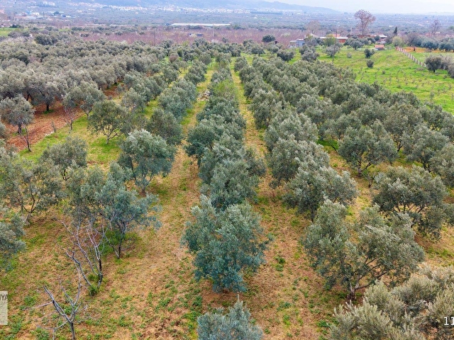 Kemalpaşa Halilbeylide içinde 2 adet ev olan 6792 m² zeytinlik - Görsel 16