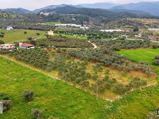 Kemalpaşa Halilbeylide içinde 2 adet ev olan 6792 m² zeytinlik - Görsel 4