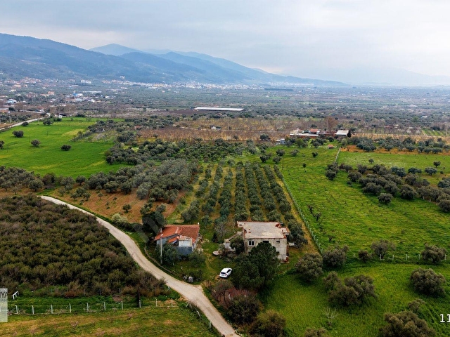 Kemalpaşa Halilbeylide içinde 2 adet ev olan 6792 m² zeytinlik - Görsel 2