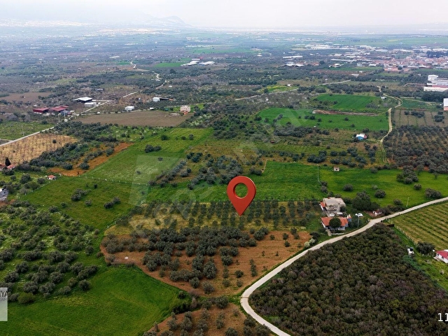 Kemalpaşa Halilbeylide içinde 2 adet ev olan 6792 m² zeytinlik - Görsel 24