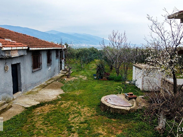 Kemalpaşa Halilbeylide içinde 2 adet ev olan 6792 m² zeytinlik - Görsel 17