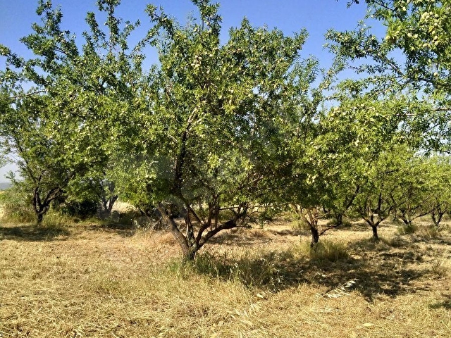ALTIEYLÜL PAMUKÇU KASABASINDA SATILIK GÜZEL KONUMDA TARLA - Görsel 26