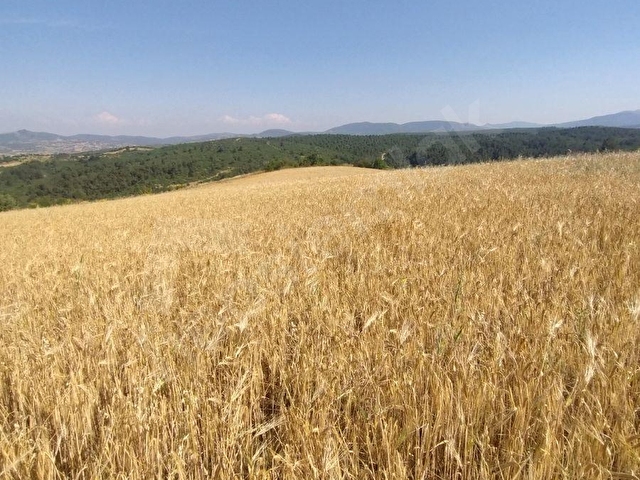 ALTIEYLÜL PAMUKÇU KASABASINDA SATILIK GÜZEL KONUMDA TARLA - Görsel 11