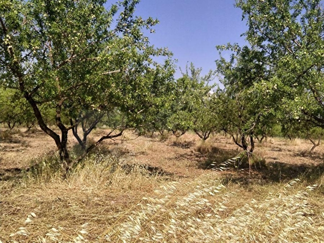 ALTIEYLÜL PAMUKÇU KASABASINDA SATILIK GÜZEL KONUMDA TARLA - Görsel 27