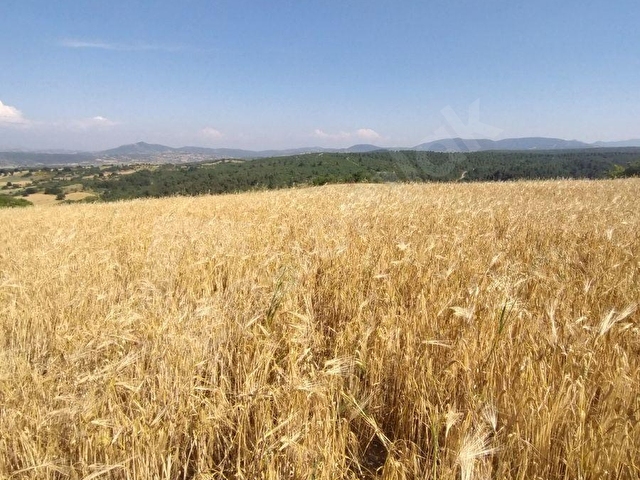 ALTIEYLÜL PAMUKÇU KASABASINDA SATILIK GÜZEL KONUMDA TARLA - Görsel 5