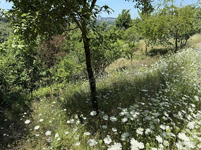 BEYKOZ ÇAVUŞBAŞI ÇENGELDERE DE 2 KAT İMARLI SATILIK ARSA - Görsel 8