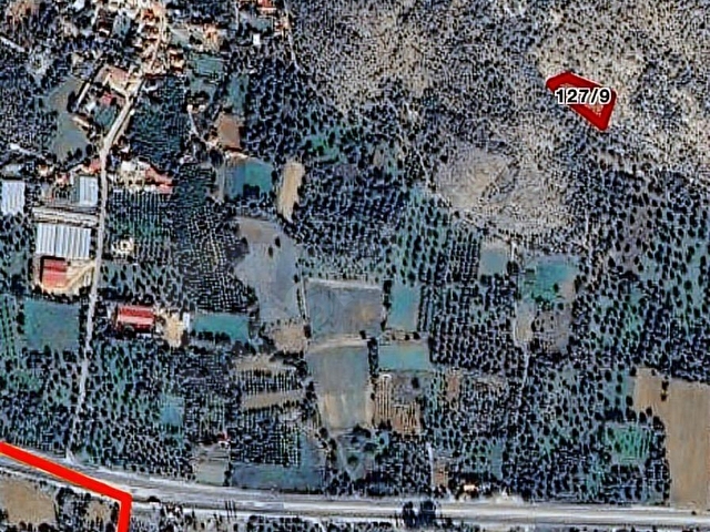 MİLAS ETRENLİ ANA YOLA YAKIN ZEYTİNLİK - Görsel 2