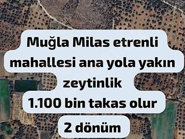 MİLAS ETRENLİ ANA YOLA YAKIN ZEYTİNLİK - Görsel 9