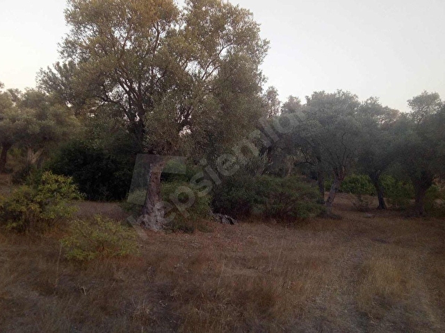 KALYONCU GAYRİMENKULDEN MUĞLA MİLAS KAZIKLIDA VERİMLİ ZEYTİNLİK - Görsel 8