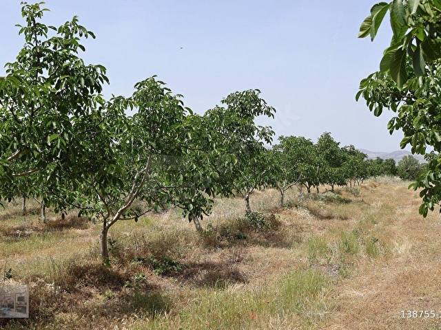 MANİSA KULA İLÇESİNDE SATILIK 58.000.M2 CEVİZ BAHÇESİ - Görsel 21