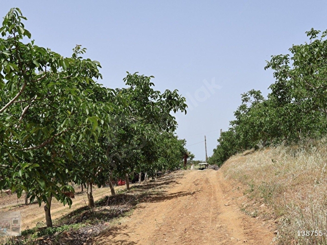 MANİSA KULA İLÇESİNDE SATILIK 58.000.M2 CEVİZ BAHÇESİ - Görsel 8