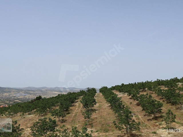 MANİSA KULA İLÇESİNDE SATILIK 58.000.M2 CEVİZ BAHÇESİ - Görsel 4