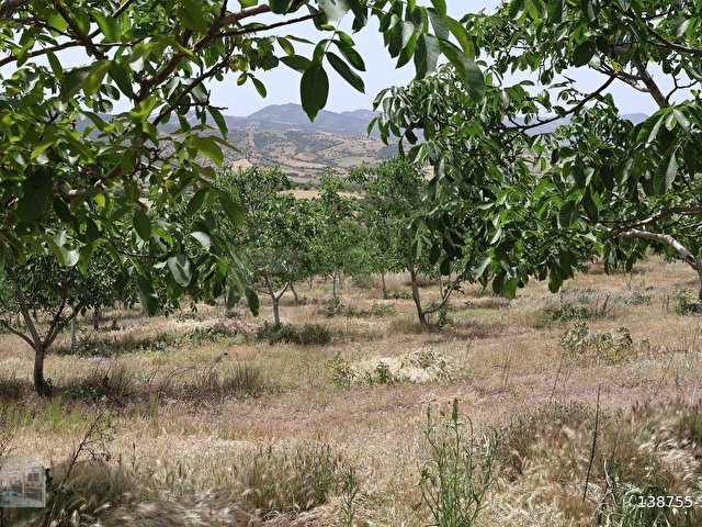 MANİSA KULA İLÇESİNDE SATILIK 58.000.M2 CEVİZ BAHÇESİ - Görsel 17