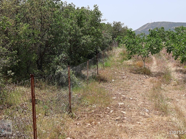 MANİSA KULA İLÇESİNDE SATILIK 58.000.M2 CEVİZ BAHÇESİ - Görsel 7