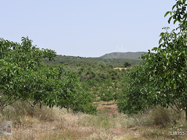 MANİSA KULA İLÇESİNDE SATILIK 58.000.M2 CEVİZ BAHÇESİ - Görsel 20