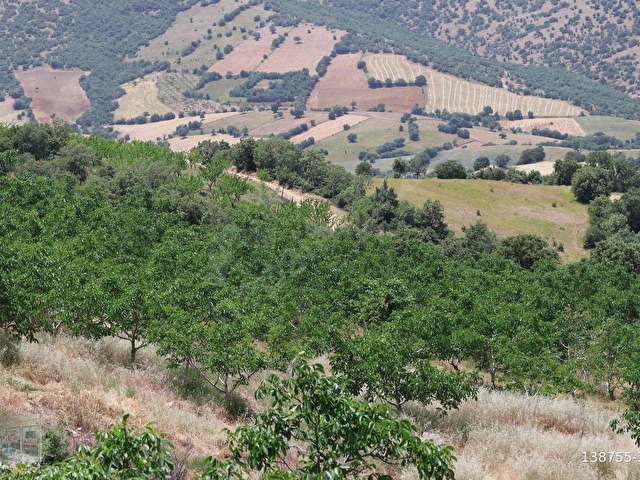 MANİSA KULA İLÇESİNDE SATILIK 58.000.M2 CEVİZ BAHÇESİ - Görsel 16