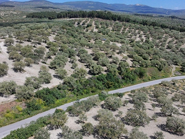 Zeytinliovada 47.800 m2 Yola Sıfır Elektirik ve Sulu Zeytinlik - Görsel 7