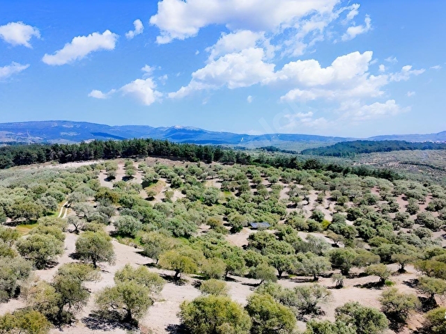 Zeytinliovada 47.800 m2 Yola Sıfır Elektirik ve Sulu Zeytinlik - Görsel 3