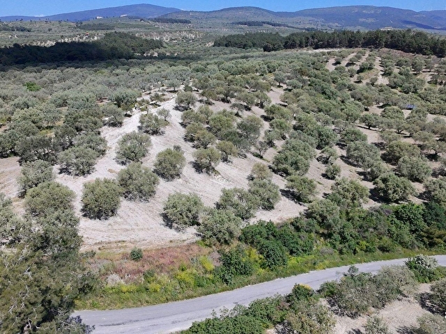 Zeytinliovada 47.800 m2 Yola Sıfır Elektirik ve Sulu Zeytinlik