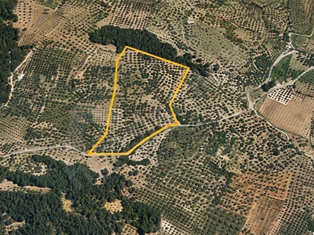 Zeytinliovada 47.800 m2 Yola Sıfır Elektirik ve Sulu Zeytinlik - Görsel 19
